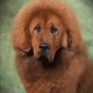 Meet your Posher, Carol